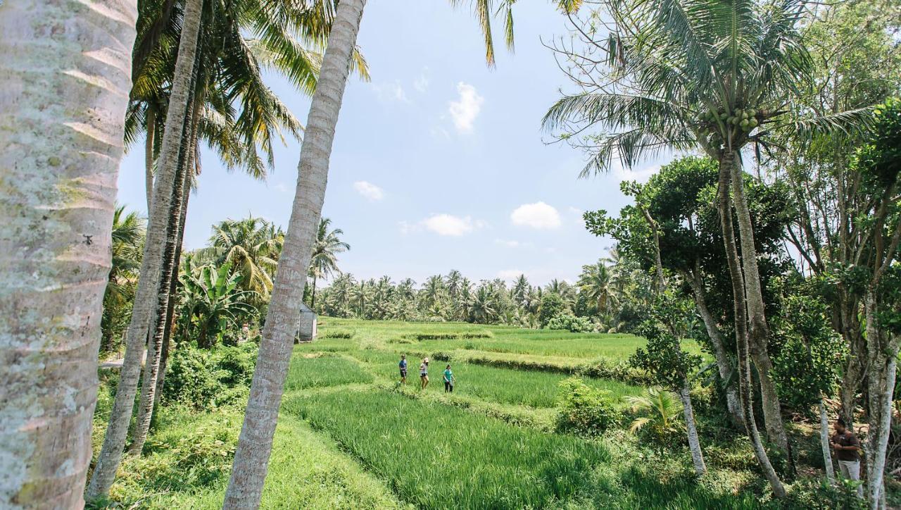 Tejaprana Resort y Spa Ubud Exterior foto A paddy field in Sri Lanka